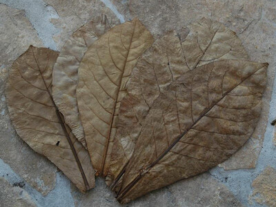 10 Catappa leaves